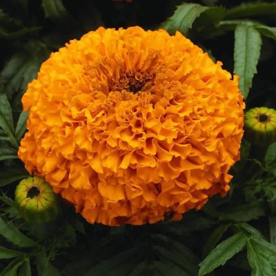 DRoz Marigold Big Goldpot - Pack of 30 Seeds Seed(30 per packet)