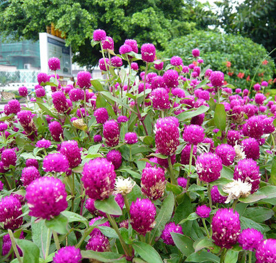 SimXotic Gompherena Flowers - SimXotic Pack of 30 Premium Seeds Seed(30 per packet)