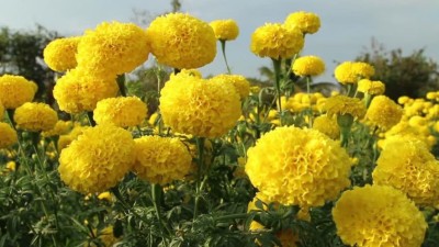 R-DRoz Marigold Yellow Flowers - Pack of 50 Premium Seeds Seed(50 per packet)