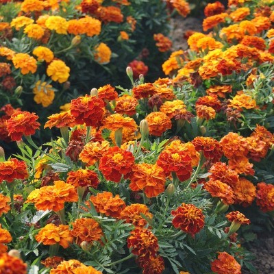R-DRoz Marigold French Dwarf Flowers - Pack of 50 Premium Seeds Seed(50 per packet)