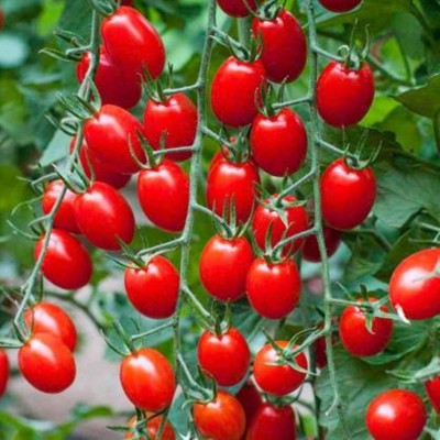VINAYAKAUSHADHI Arka Rakshak F1 Hybrid Tomato(260 Seeds) Seed(260 per packet)