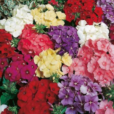 R-DRoz Phlox Flowers Seed(50 per packet)