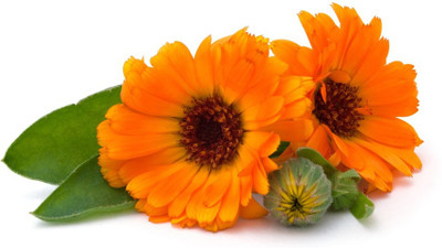 R-DRoz Calendula Flowers Seed(30 per packet)