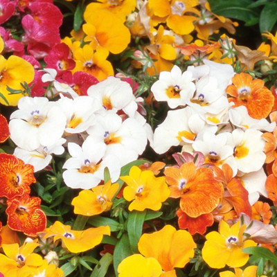 DRoz Nemesia Double Mixed Flowers - Pack of 50 Seeds Seed(50 per packet)