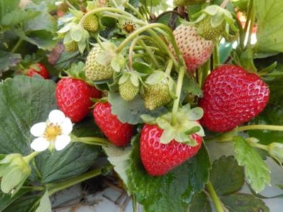 FRESH SEEDS STRAWBERRY HYBRID / IMPORTED SEEDS Seed(140 per packet)