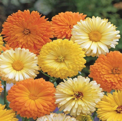 R-DRoz Calendula Double Flowers Seed(30 per packet)