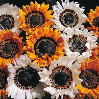 R-DRoz Venidium Flowers - Pack of 50 Premium Seeds Seed(50 per packet)