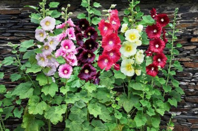 R-DRoz Hollyhock Flowers Seeds Seed(30 per packet)