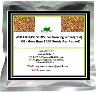 MGBN Wheatgrass Seeds Seed(7000 per packet)