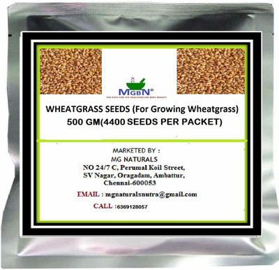 MGBN Wheatgrass Seeds Seed(4400 per packet)