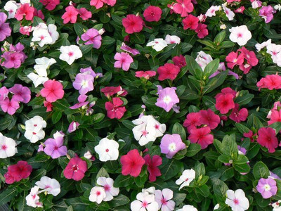 SimXotic Vinca Mixed Colours Flowers Seeds Seed(50 per packet)