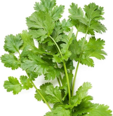 VibeX Green Dhaniya Coriander Green Leaves F1 Hybrid Seeds For Kitchen Seed(250 per packet)