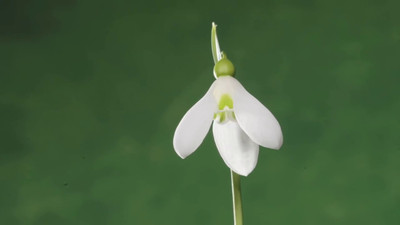 Cosmos snowdrop beautiful flower hybrid seeds 1-packet Seed(100 per packet)