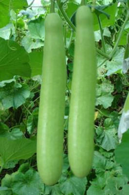 VINAYAKAUSHADHI Gourd Pumpkin Seed(20 Seeds) Seed(20 per packet)