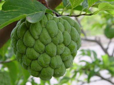 Paudha Custard Apple Hybrid Seed(20 per packet)