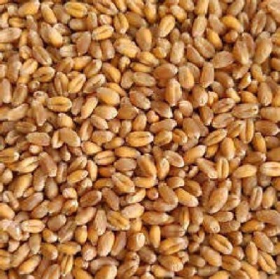 MGBN Wheatgrass Seeds Seed(250 per packet)