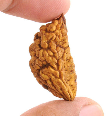 Gems Jewels Online One Mukhi Natural Rudraksha Beads Wood Pendant