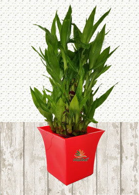 AGAMI Three Layer Bamboo Plant(Pack of 1)