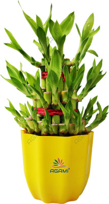 AGAMI Three Layer Bamboo Plant(Pack of 1)