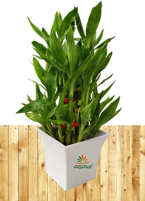 AGAMI Three Layer Bamboo Plant(Pack of 1)
