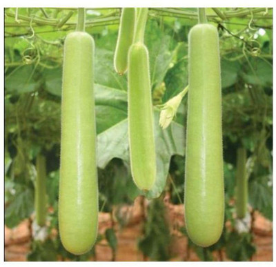 Avysa Bottle Gourd F1 Hybrid Sumant seeds Seed(100 per packet)