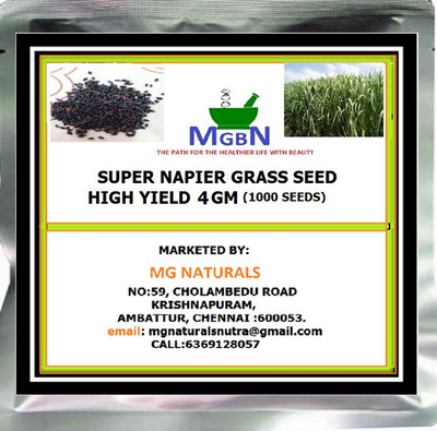 MGBN SUPER NAPIER GRASS SEED HIGH YIELD 4 GM (1000 SEEDS) Seed(1000 per packet)