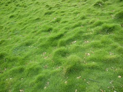VINAYAKAUSHADHI  Live Carpetgrassseed Seed ( 20 Seeds ) Seed(20 per packet)