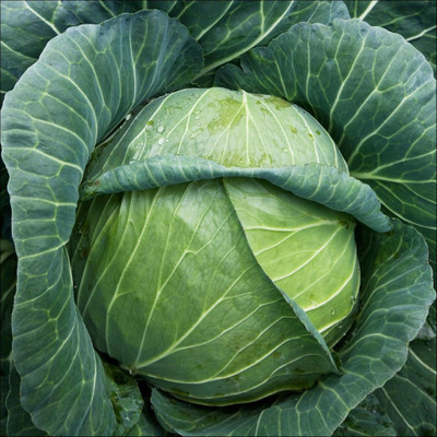 R-DRoz Green Cabbage Vegetables Seeds for Home Garden - Pack of 100 Seeds Seed(100 per packet)