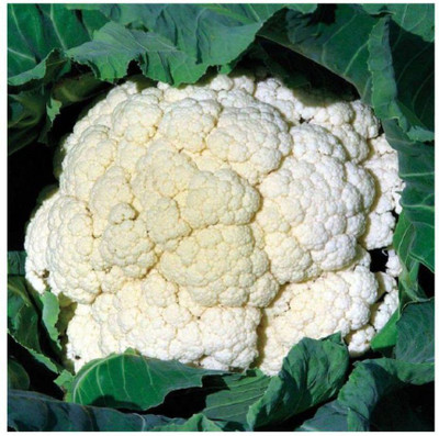 ANDOR Vegetable Seeds Cauliflower (Gobhi ) Seed(2000 per packet)