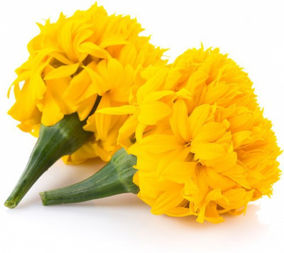Ayezent Yellow Marigold Flower Seed Seed(30 per packet)