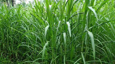 MGBN SUPER NAPIER GRASS SEED HIGH YIELD 5 GM (1250 SEEDS) Seed(1250 per packet)