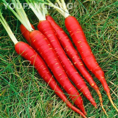 R-DRoz Red Carrot Vegetables Seeds for Home Garden - Pack of 100 Seeds Premium Quality Seed(100 per packet)