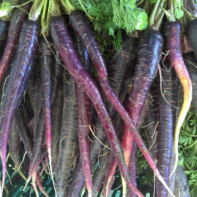 R-DRoz Black Carrot Vegetables High Germination Vegetables Seeds - Pack of 100 Seeds Seed(100 per packet)