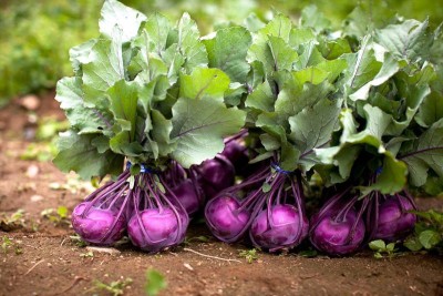 R-DRoz Purple German Turnip (Knol Khol) Vegetables High Germination Vegetables Seeds - Pack of 50 Seeds Premium Quality Seed(50 per packet)