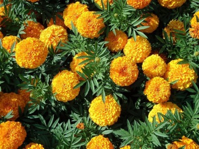 R-DRoz Seeds Marigold Flowers Orange Colour Premium Exotic Seeds - Pack of 50 Premium Exotic Seeds Seed(50 per packet)