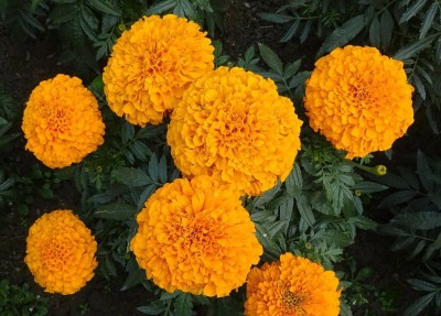 R-DRoz Seeds Marigold Flowers Orange Colour Premium Flowers Seeds - Pack of 50 Premium Exotic Seeds Seed(50 per packet)