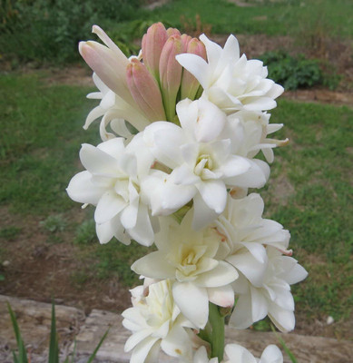 Naturo Rajanigandha Tuberose Double Flowering Bulb Seed(1 per packet)