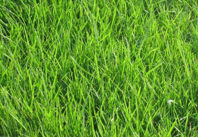 MGBN BERMUDA LAWN GRASS SEEDS Seed(200 per packet)