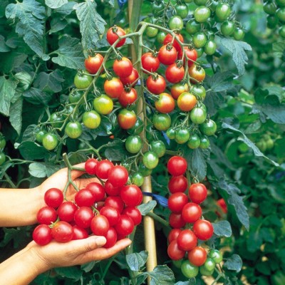 R-DRoz Seeds Cherry Tomato Advance Seeds - Pack of 50 Hybrid Seeds Seed(50 per packet)