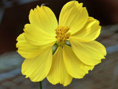 R-DRoz Seeds Cosmos Flowers Orange & Yellow Super Quality Flowers Seeds Seed(30 per packet)