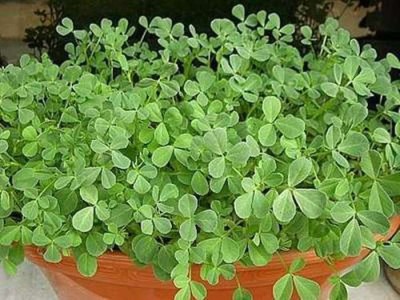 SimXotic Methi Fenugreek Seeds for Home Garden - Pack of 200 Seeds Seed(200 per packet)