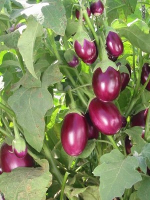 R-DRoz ChuChu Brinjal Hybrid Seeds - Pack of 40 Seeds Hybrid Seed(40 per packet)