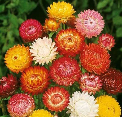 R-DRoz Seeds Helichrysum Flowers Multi Colour Flowers Seeds Seed(50 per packet)