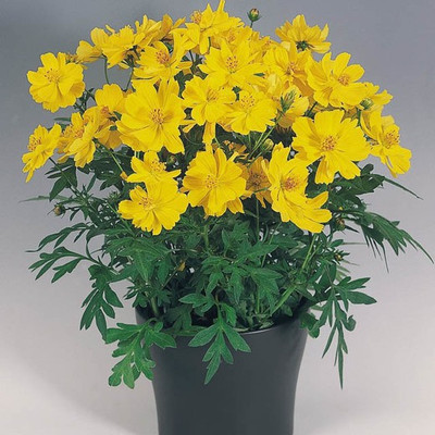 R-DRoz Seeds Cosmos Flowers Orange & Yellow High Quality Seeds - Pack of 30 Seeds Seed(30 per packet)