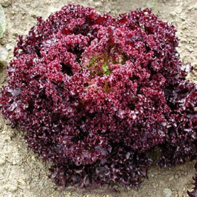 R-DRoz Seeds Lettuce Red (Salad Patta) Quality Seeds - Pack of 50 F-1 Hybrid Seeds Seed(50 per packet)