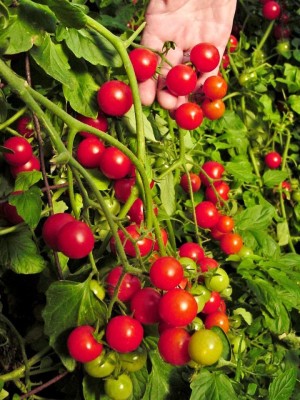 R-DRoz Cherry Tomato Fine Quality Seeds - Pack of 50 Hybrid Seeds Seed(50 per packet)