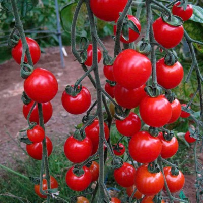 R-DRoz Seeds Cherry Tomato Aone Seeds - Pack of 50 Hybrid Seeds Seed(50 per packet)