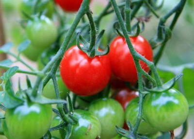 R-DRoz Cherry Tomato Best Quality Seeds - Pack of 50 Hybrid Seeds Seed(50 per packet)