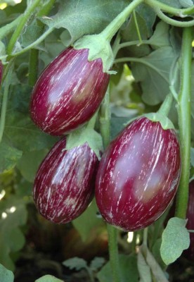 R-DRoz Seeds ChuChu Brinjal Magnif Seeds - Pack of 50 Seeds F-1 Hybrid Seed(50 per packet)