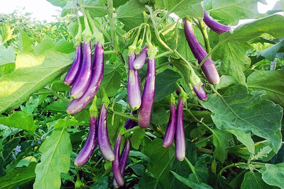 R-DRoz Seeds Brinjal Purple Long Vegetables Seeds - Pack of 50 F-1 Hybrid Seeds Seed(50 per packet)